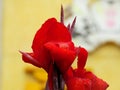 Canna flower